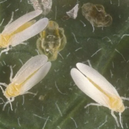 thumbnail for publication: Scouting for Insects, Use of Thresholds, and Conservation of Beneficial Insects on Tomatoes